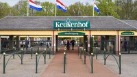 Salah satu tempat terbaik melihat tulip adalah di Keukenhof Tulip Gardens.