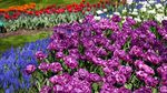 Segarkan Mata dengan Foto Jutaan Bunga Tulip di Belanda
