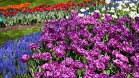 Di taman seluas 32 hektar ini tumbulah jutaan tangkai bunga tulip dengan beragam warna.