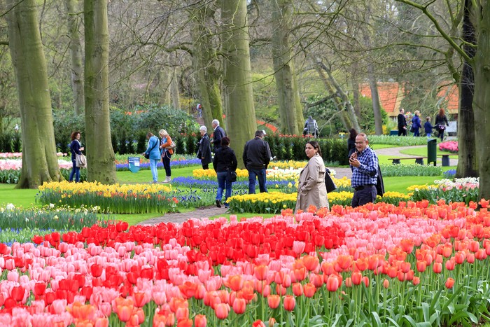 Keukenhof Tulip Gardens Keukenhof Tulip Gardens di Belanda