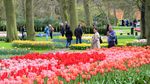 Segarkan Mata dengan Foto Jutaan Bunga Tulip di Belanda