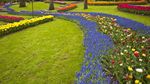 Segarkan Mata dengan Foto Jutaan Bunga Tulip di Belanda