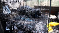 Hewan peliharaan yang masih berada di dalam kandang juga ikut terbakar.