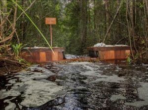 Memulihkan Hutan Rawa Gambut Sebangau