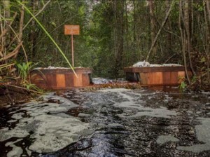 Memulihkan Hutan Rawa Gambut Sebangau