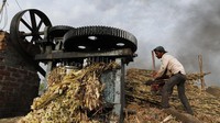 Tebu-tebu tersebut digiling untuk mengekstrak sarinya sebelum diolah menjadi Jaggery.  