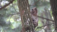 Namun objek wisata ini selalu ramai di kala weekend. Biasanya wisatawan yang datang ke sini hendak mengajak sanak keluarga mereka. (Wisma Putra/detikcom)