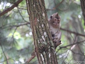 Pemkab Indramayu Segera Turun Tangan Atasi Teror Monyet