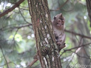 Pemkab Indramayu Segera Turun Tangan Atasi Teror Monyet