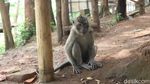 Konon, Jumlah Monyet di Obyek Wisata Ini Tidak Bertambah atau Berkurang
