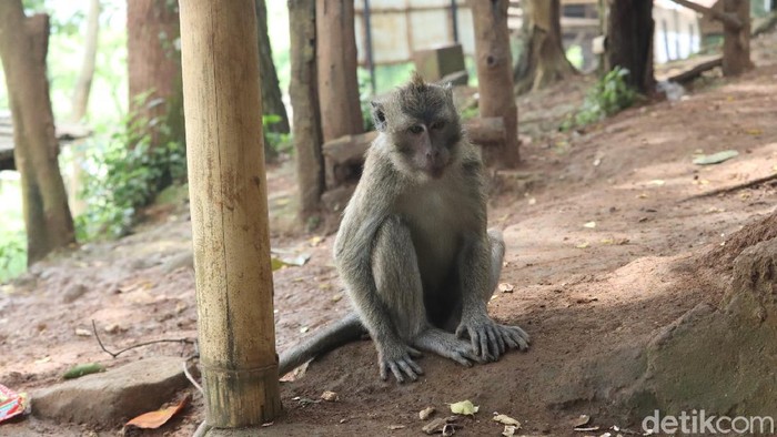 Monyet ekor panjang di obyek wisata Karang Gantungan