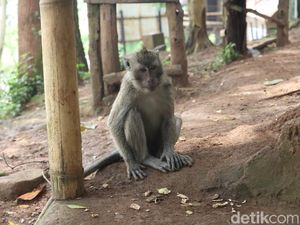 Monyet Liar Masuki Permukiman di Boyolali Kota, Warga Resah