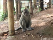 Monyet Liar Masuki Permukiman di Boyolali Kota, Warga Resah