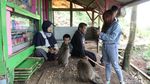 Bertemu Si Ekor Panjang, Sang Penguasa Karang Gantungan