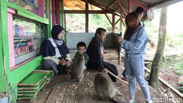 Monyet ekor panjang di obyek wisata Karang Gantungan