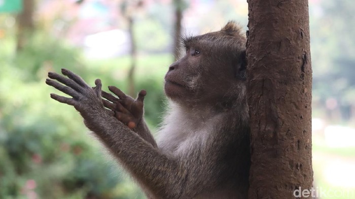 Monyet ekor panjang di obyek wisata Karang Gantungan