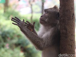 Detik-detik Monyet Curi Dagangan hingga Gigit Bocah di Depok