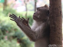 Turis Asal Swedia Diserang Monyet saat di Thailand Liburan Tahun Baru