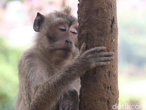 Respons BBKSDA Jabar soal Monyet Resahkan Warga Cileunyi Bandung