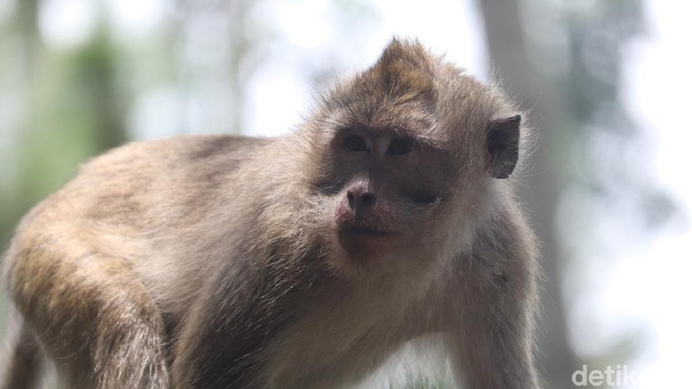 Monyet ekor panjang di obyek wisata Karang Gantungan