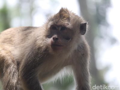 Bertemu Si Ekor Panjang, Sang Penguasa Karang Gantungan