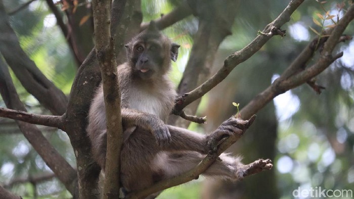 Monyet ekor panjang di obyek wisata Karang Gantungan