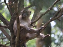 Monyet Lepas dari Ibarbo Park Terpantau Berkeliaran di Permukiman Bejen