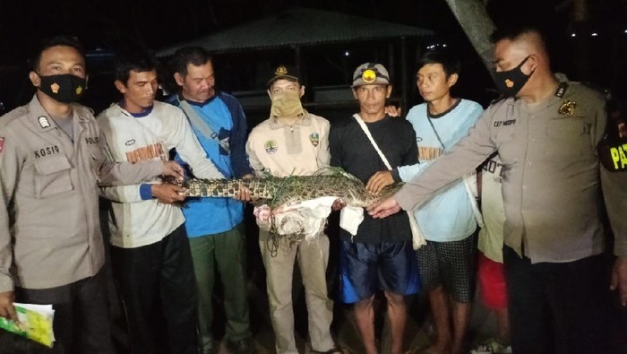 Seekor buaya berukuran dua meter berhasil ditangkap warga