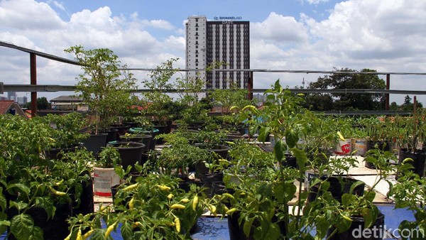 Pada lantai empat rencananya akan dibuat areal perkebunan yaitu akan terdapat berbagai macam jenis-jenis tanaman sayuran untuk mengajak masyarakat memanfaatkan ruang untuk bercocok tanam. Pada lantai empat rencananya akan dibuat areal perkebunan yaitu akan terdapat berbagai macam jenis-jenis tanaman sayuran untuk mengajak masyarakat memanfaatkan ruang untuk bercocok tanam.