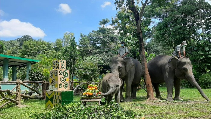 Arinta, bayi gajah di gembira Loka Zoo, berulang tahun pada Kamis (25/3/2021).