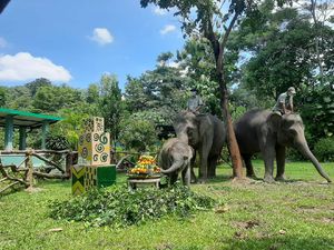 Dampak PPKM, Gembira Loka Zoo Hanya Bisa Bertahan hingga Akhir Tahun