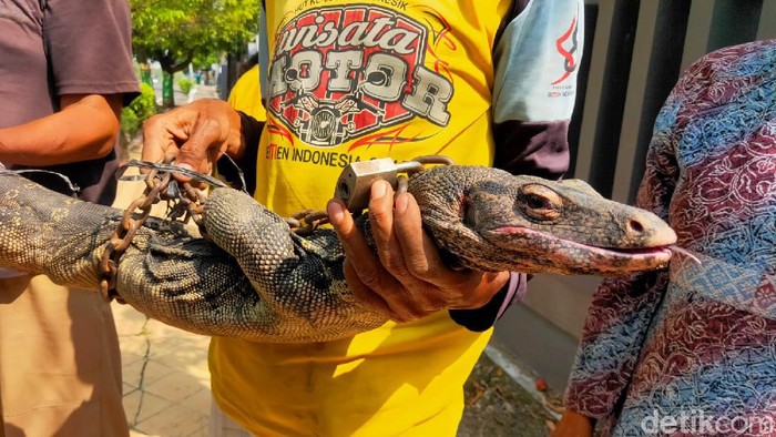 Seekor biawak tiba-biba muncul di sekitar Gedung DPRD Tuban. Warga dan tukang becak lalu berjibaku menangkapnya.