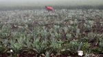 Brrrr... Pagi Ini Bandung Berselimut Kabut
