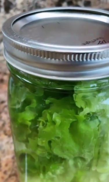 cara menyimpan selada agar awet selama 1 bulan.