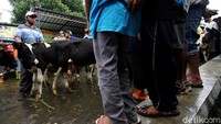 Menariknya pasar hewan di kawasan Boyolali, Jawa Tengah, itu hanya buka setiap pahing. Warga percaya pasaran Pahing penanggalan Jawa memberikan berkah sendiri untuk kehidupan sehari-hari terutama urusan ternak.