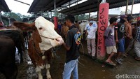 Menjelang pasaran Pahing para pemilik membawa berbagai sapi yang dimiliki untuk dipamerkan dan dijual dipasar tersebut. Sapi dijual dari harga 3 jutaan hingga puluhan juta rupiah.
