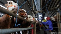 Ramainya aktivitas pasar hewan yang dibuka tiap Pahing ini bahkan menjadi destinasi utama para pedagang yang berasal dari luar Boyolali.