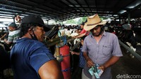 Kekuatan tawar para pedagang dan calon pembeli juga ditentukan bagaimana mereka berbicara dan bercanda untuk sekadar meredakan ketegangan harga sapi, selamat berburu sapi idola anda.