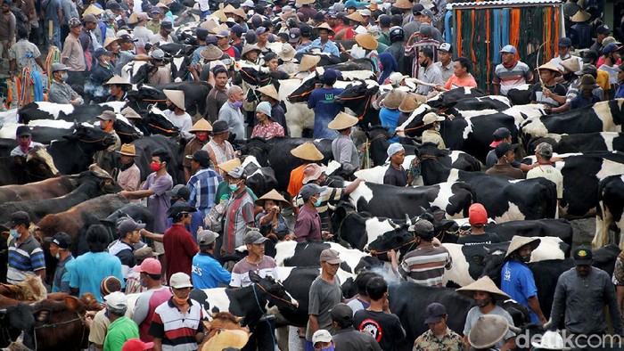 Geliat Aktivitas Pasar Hewan di Lereng Merapi yang Buka Tiap Pahing Pasar hewan di kawasan Boyolali ini kerap didatangi warga untuk melakukan transaksi jual beli sapi. Menariknya pasar hewan itu hanya buka setiap pahing.