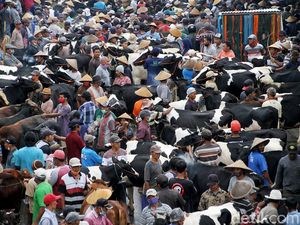 Geliat Pasar Hewan di Lereng Merapi yang Buka Tiap Pahing