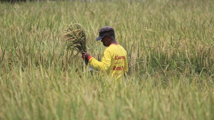 Petani memanen padi di areal sawah desa Pabean udik, Indramayu, Jawa Barat, Sabtu (20/3/2021). Kementerian Pertanian meminta Perum Bulog untuk menyerap gabah petani secara maksimal di tengah masa panen raya periode Maret hingga April 2021 untuk menjaga stabilitas harga gabah di tingkat petani. ANTARA FOTO/Dedhez Anggara/hp.