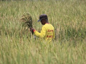 Mahasiswa UNY Ciptakan Alat Pengusir Burung untuk Para Petani Padi