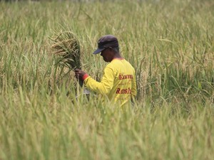 Pupuk Berimbang, Upaya Kementan Dorong Produksi Pertanian RI