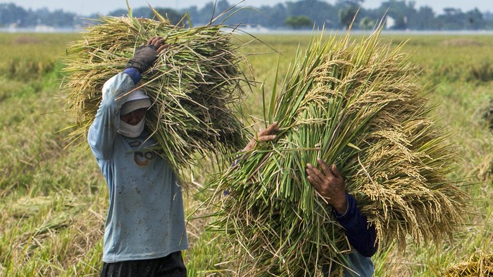 Buruh tani membawa padi hasil panen di areal persawahan Desa Nagasari, Karawang, Jawa Barat, Selasa (9/3/2021). Badan Pusat Statistik (BPS) menyebutkan adanya potensi peningkatan produksi padi periode 