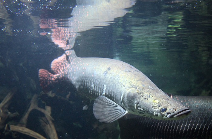 Ikan Arapaima