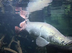 Deja Vu Kemunculan Arapaima di Garut: Muncul Lagi Setelah 9 Tahun