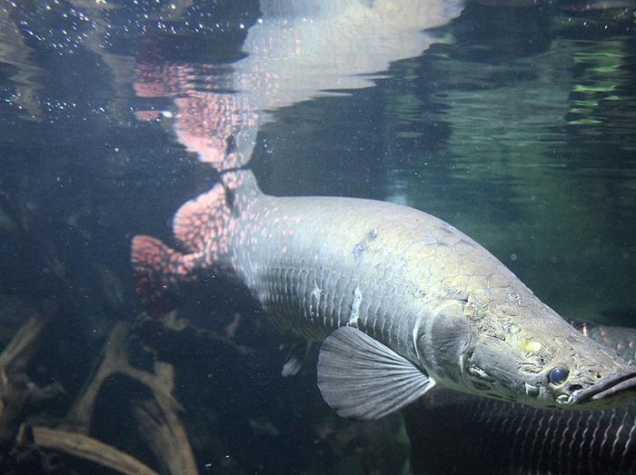 Ikan Arapaima