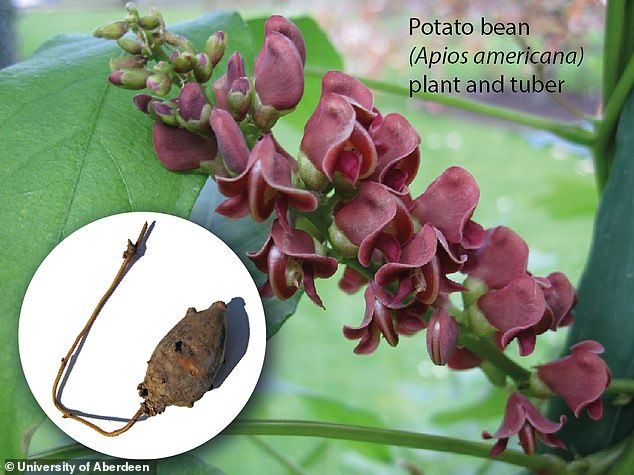 kacang kentang, makanan super asal Amerika yang tinggi serat