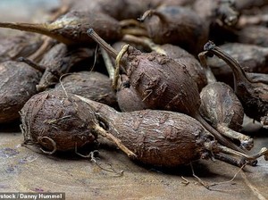 Kacang Kentang, Sayuran Tinggi Serat yang Menyehatkan Asal Amerika