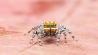 Tak seperti laba-laba kebanyakan, wajah Nemo berwarna orange terang, dengan tiga garis berwarna putih.  Laba-laba itu tampak berwarna-warni dan sangat menggemaskan. Dia ditemukan di kawasan Gunung Gambier di Australia Selatan. (dok. Museum Victoria)